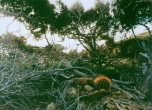 Wacao, Suffisant Dorp, Curaçao, 1999